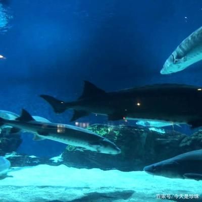 開個水族館的艱難經歷：水族館創業資金籌集技巧 開個水族館的艱難經歷：水族館創業資金籌集技巧 水族館百科（水族館加盟） 第5張
