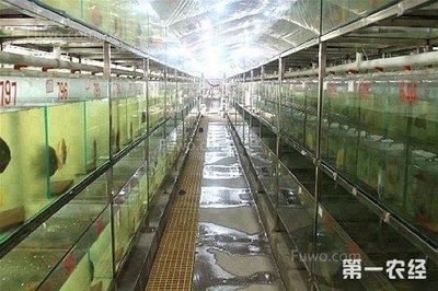 詳細(xì)閱讀:北方養(yǎng)的小型觀賞魚(在北方養(yǎng)小型觀賞魚,需要考慮到北方的氣候條件,尤其是冬季低溫) 北方養(yǎng)的小型觀賞魚(在北方養(yǎng)小型觀賞魚,需要考慮到北方的氣候條件,尤其是冬季低溫)