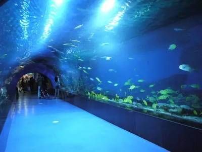 建一個(gè)水族館多少錢：廣州白云機(jī)場新建水族館項(xiàng)目預(yù)計(jì)投放至少2000條魚