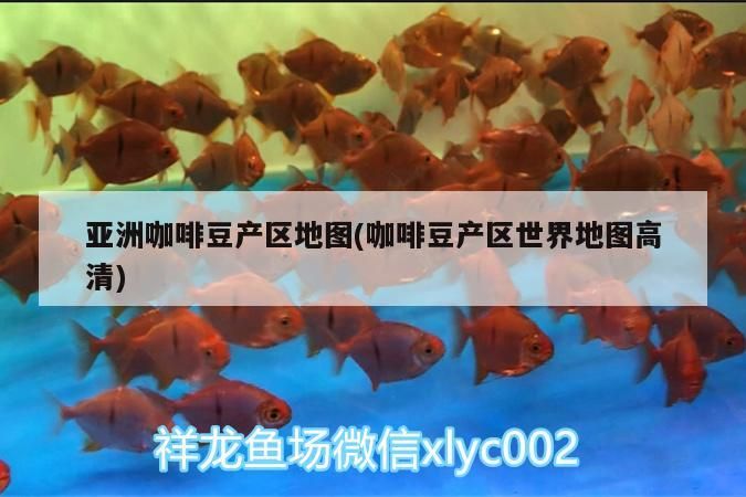 龍魚干蝦有營養嗎 亞洲咖啡豆產區地圖(咖啡豆產區世界地圖高清) 馬來西亞咖啡 亞洲咖啡豆產區地圖(咖啡豆產區世界地圖高清) 亞洲咖啡豆產區地圖(咖啡豆產區世界地圖高清) 馬來西亞咖啡