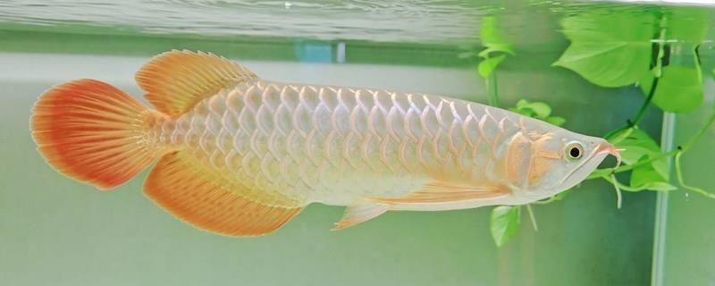 龍魚水霉病是什么原因引起的vs祥龍魚場:龍魚為什么會患上水霉病 vs祥龍魚場 第15張 龍魚水霉病是什么原因引起的vs祥龍魚場:龍魚為什么會患上水霉病 龍魚水霉病是什么原因引起的vs祥龍魚場:龍魚為什么會患上水霉病 vs祥龍魚場 第15張