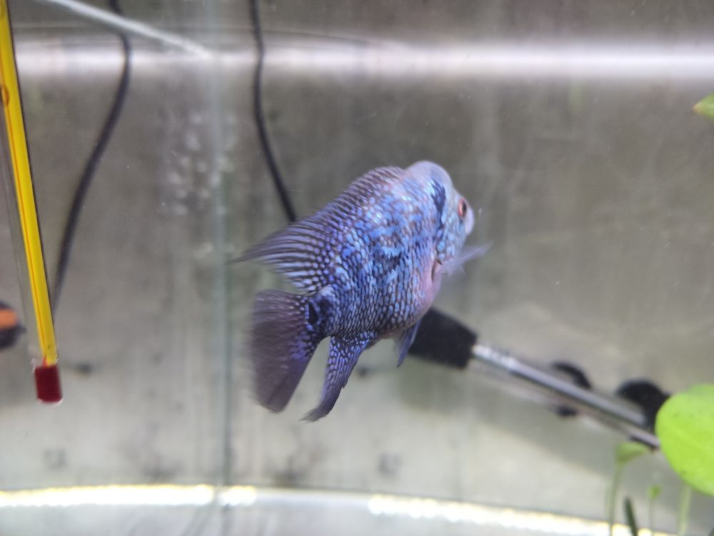 每天都在成長(zhǎng) 龍魚(yú)論壇 第1張 每天都在成長(zhǎng) 每天都在成長(zhǎng) 龍魚(yú)論壇 第1張
