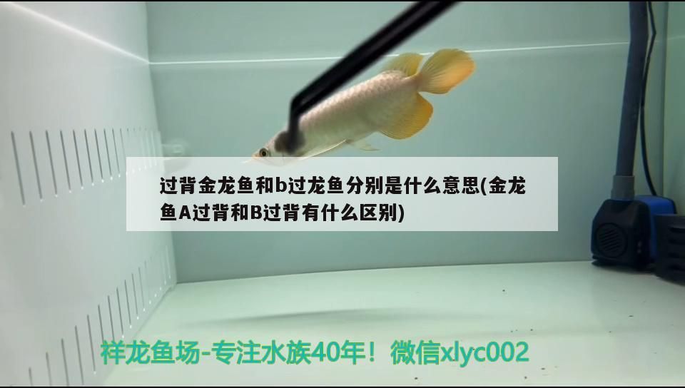 過背金龍魚和b過龍魚分別是什么意思(金龍魚A過背和B過背有什么區別)
