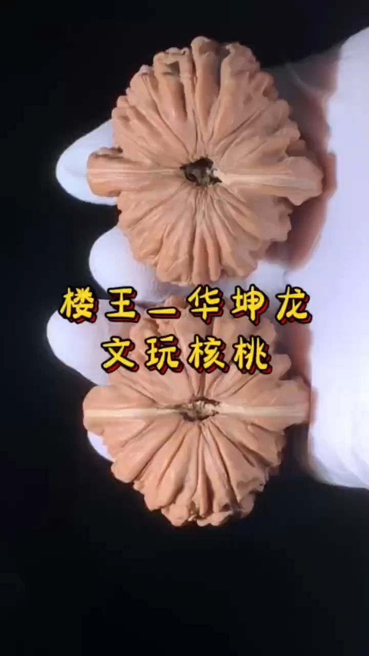 樓王華坤龍