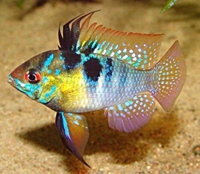 元寶鳳凰魚的壽命：元寶鳳凰魚的壽命受多種因素影響元寶鳳凰魚的壽命 元寶鳳凰魚的壽命：元寶鳳凰魚的壽命受多種因素影響元寶鳳凰魚的壽命 元寶鳳凰魚百科 第2張