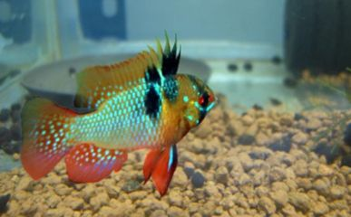 元寶鳳凰魚的壽命：元寶鳳凰魚的壽命受多種因素影響元寶鳳凰魚的壽命 元寶鳳凰魚的壽命：元寶鳳凰魚的壽命受多種因素影響元寶鳳凰魚的壽命 元寶鳳凰魚百科 第5張