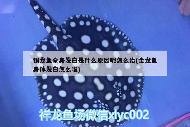 銀龍魚全身發白是什么原因呢怎么治(金龍魚身體發白怎么啦)