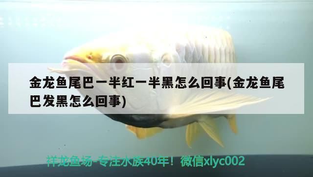 金龍魚尾巴一半紅一半黑為什么：金龍魚尾巴一半紅一半黑是怎么回事？