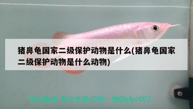 豬鼻龜國家二級保護動物是什么(豬鼻龜國家二級保護動物是什么動物)