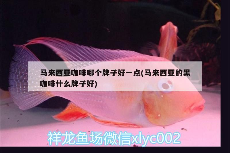 我的虎魚真菌感染了要怎么處理 馬來西亞咖啡哪個牌子好一點(馬來西亞的黑咖啡什么牌子好) 馬來西亞咖啡 馬來西亞咖啡哪個牌子好一點(馬來西亞的黑咖啡什么牌子好) 馬來西亞咖啡哪個牌子好一點(馬來西亞的黑咖啡什么牌子好) 馬來西亞咖啡