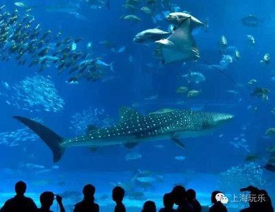 國內(nèi) 水族館:上海海洋水族館 水族館百科(水族館加盟) 第1張 國內(nèi) 水族館:上海海洋水族館 國內(nèi) 水族館:上海海洋水族館 水族館百科(水族館加盟) 第1張