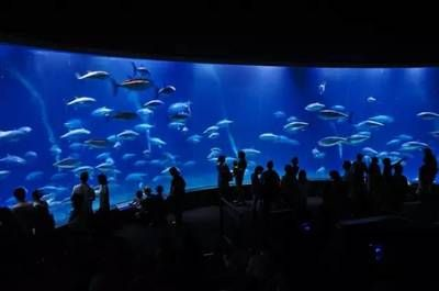 國內(nèi) 水族館:上海海洋水族館 水族館百科(水族館加盟) 第4張 國內(nèi) 水族館:上海海洋水族館 國內(nèi) 水族館:上海海洋水族館 水族館百科(水族館加盟) 第4張