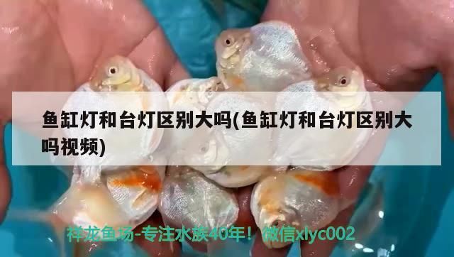 魚缸燈和臺(tái)燈區(qū)別大嗎(魚缸燈和臺(tái)燈區(qū)別大嗎視頻) 魚缸燈和臺(tái)燈區(qū)別大嗎(魚缸燈和臺(tái)燈區(qū)別大嗎視頻) 黃金貓魚百科 第2張