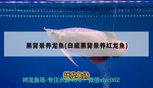 詳細(xì)閱讀:彩蝶魚缸在哪里買便宜好用(彩蝶魚缸怎么樣) 彩蝶魚缸在哪里買便宜好用(彩蝶魚缸怎么樣)