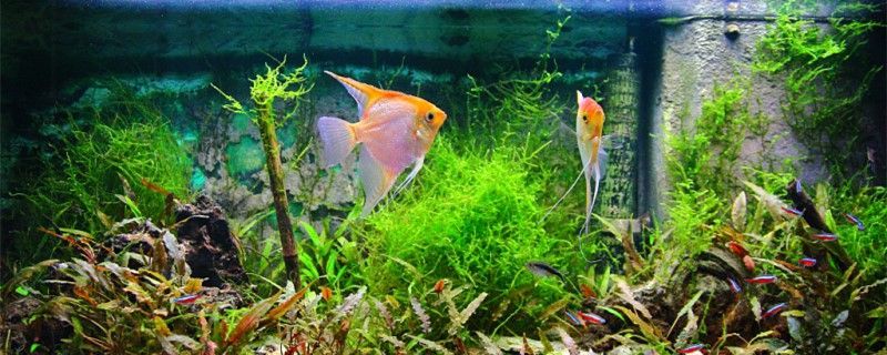 神仙魚產卵了怎么辦需要隔離嗎 九鼎魚缸 第1張 神仙魚產卵了怎么辦需要隔離嗎 神仙魚產卵了怎么辦需要隔離嗎 九鼎魚缸 第1張