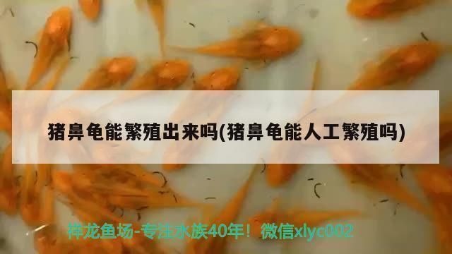 豬鼻龜能繁殖出來嗎視頻：豬鼻龜怎么繁殖