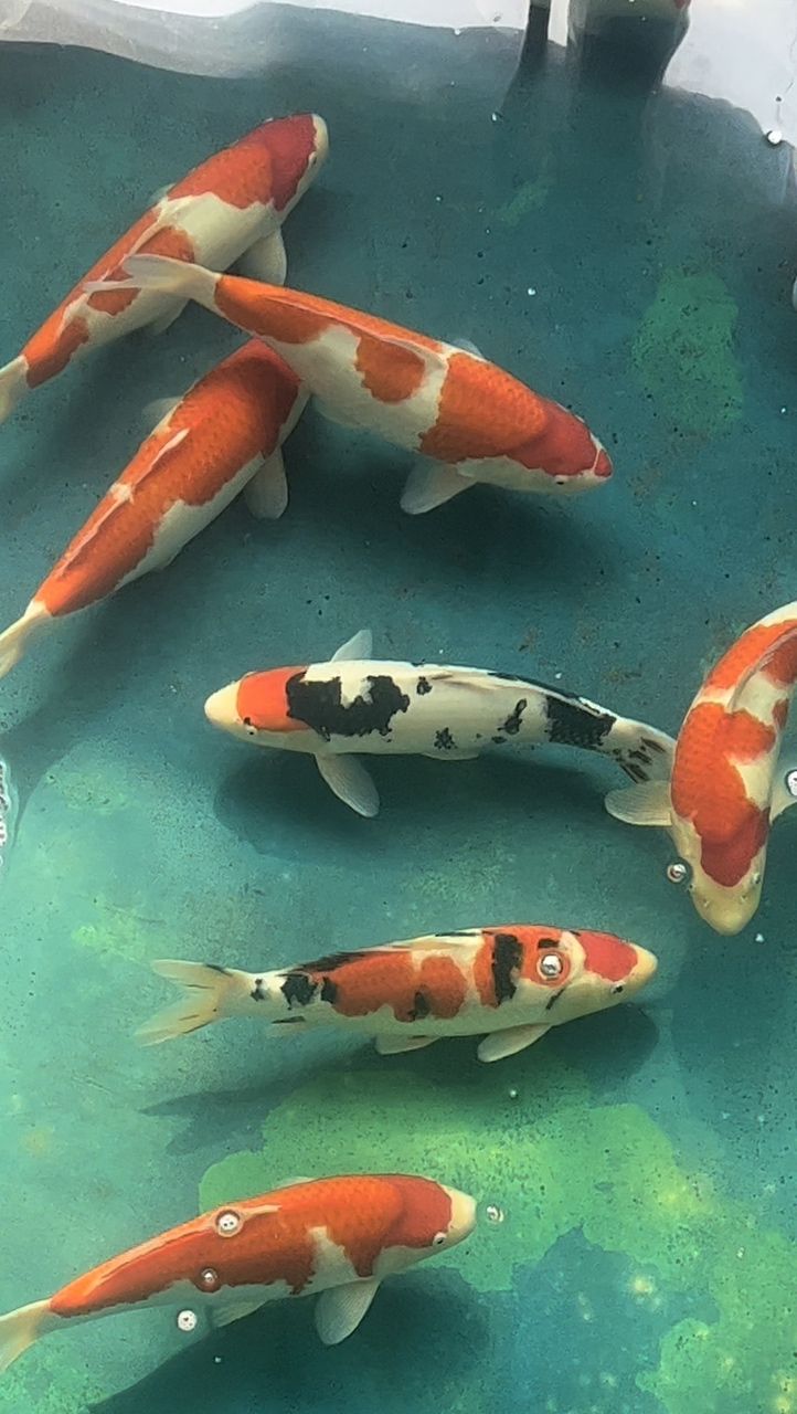 清池了，你要嗎