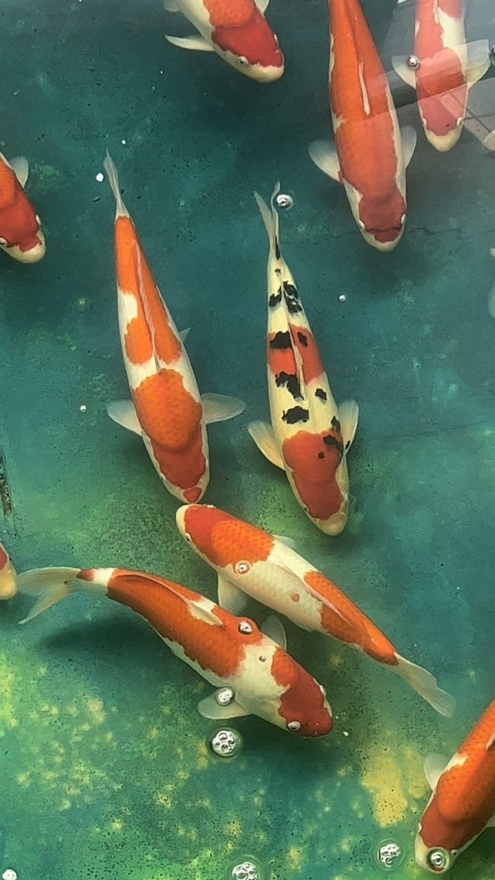 清池了，你要嗎