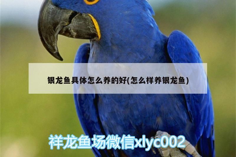銀龍魚具體怎么養的好(怎么樣養銀龍魚)