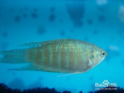 水族館里面有什么魚：水族館中常見的觀賞魚，是水族館中常見的觀賞魚類