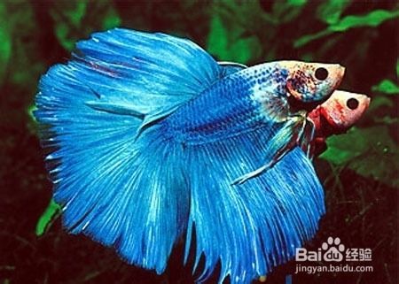 水族館里面有什么魚：水族館中常見的觀賞魚，是水族館中常見的觀賞魚類