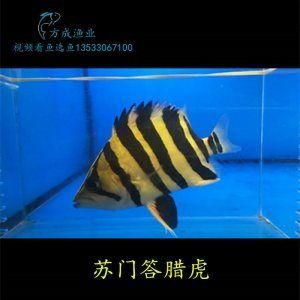 馬拉莫寶石魚(yú)一天應(yīng)該喂多少食物?,如何喂養(yǎng)莫寶石魚(yú) 龍魚(yú)百科 第1張 馬拉莫寶石魚(yú)一天應(yīng)該喂多少食物?,如何喂養(yǎng)莫寶石魚(yú) 馬拉莫寶石魚(yú)一天應(yīng)該喂多少食物?,如何喂養(yǎng)莫寶石魚(yú) 龍魚(yú)百科 第1張
