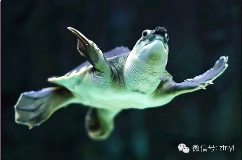 豬鼻龜最忌三種東西嗎為什么：養殖豬鼻龜的注意事項