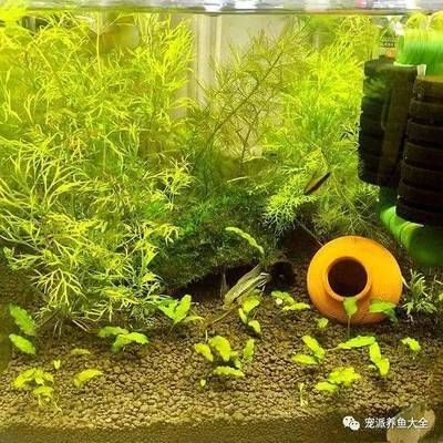 ada的魚缸為什么貴:ada魚缸為什么這么貴? 魚缸百科 第1張 ada的魚缸為什么貴:ada魚缸為什么這么貴? ada的魚缸為什么貴:ada魚缸為什么這么貴? 魚缸百科 第1張