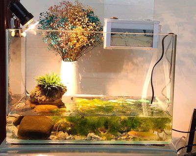 成都賣魚缸之類的舊貨市場(成都賣魚缸之類的舊貨市場在哪里) 成都賣魚缸之類的舊貨市場(成都賣魚缸之類的舊貨市場在哪里) 錦鯉魚百科