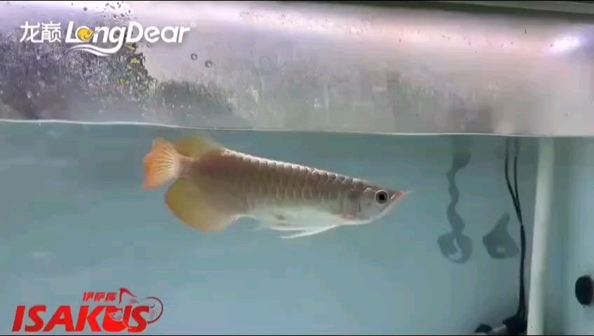 轉發612 轉發612 龍魚論壇