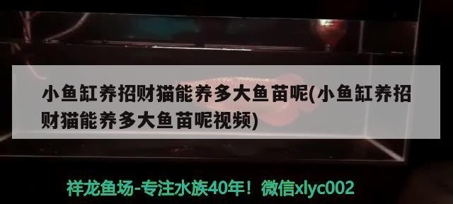 小魚缸養(yǎng)招財(cái)貓能養(yǎng)多大魚苗呢(小魚缸養(yǎng)招財(cái)貓能養(yǎng)多大魚苗呢視頻)
