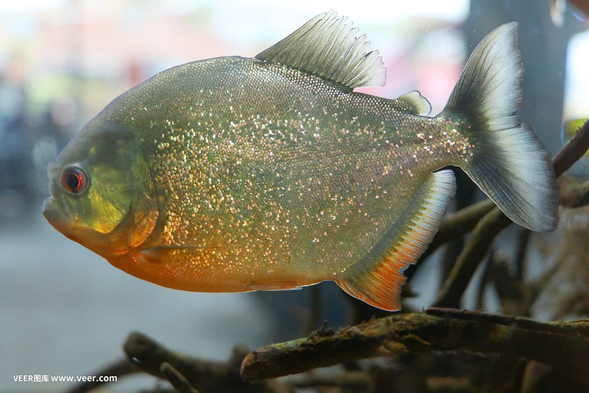 蟳虎魚圖片：淺海礁石洞里的蟳虎魚圖片搜索結果 蟳虎魚圖片：淺海礁石洞里的蟳虎魚圖片搜索結果 虎魚百科 第2張