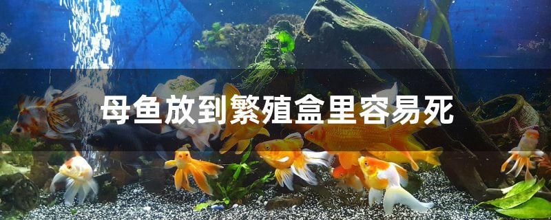 母魚放到繁殖盒里容易死