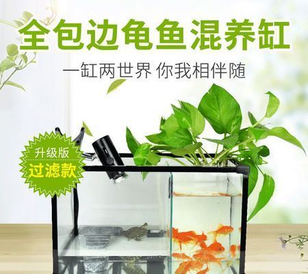 水族館店鋪名字怎么取好聽：如何取好聽的水族館店鋪名字 水族館店鋪名字怎么取好聽：如何取好聽的水族館店鋪名字 水族館百科（水族館加盟） 第5張