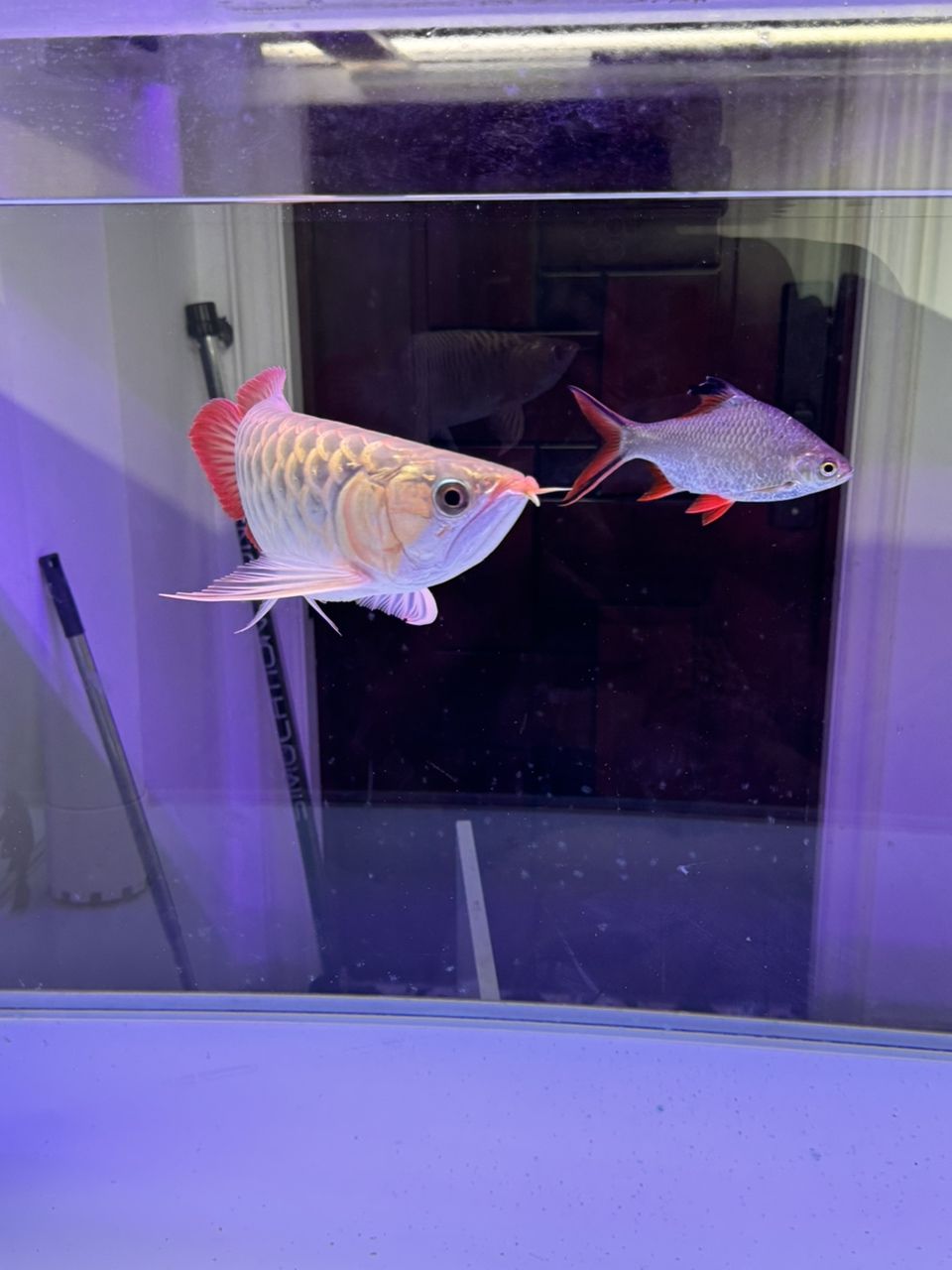 紅龍魚養(yǎng)成金龍了