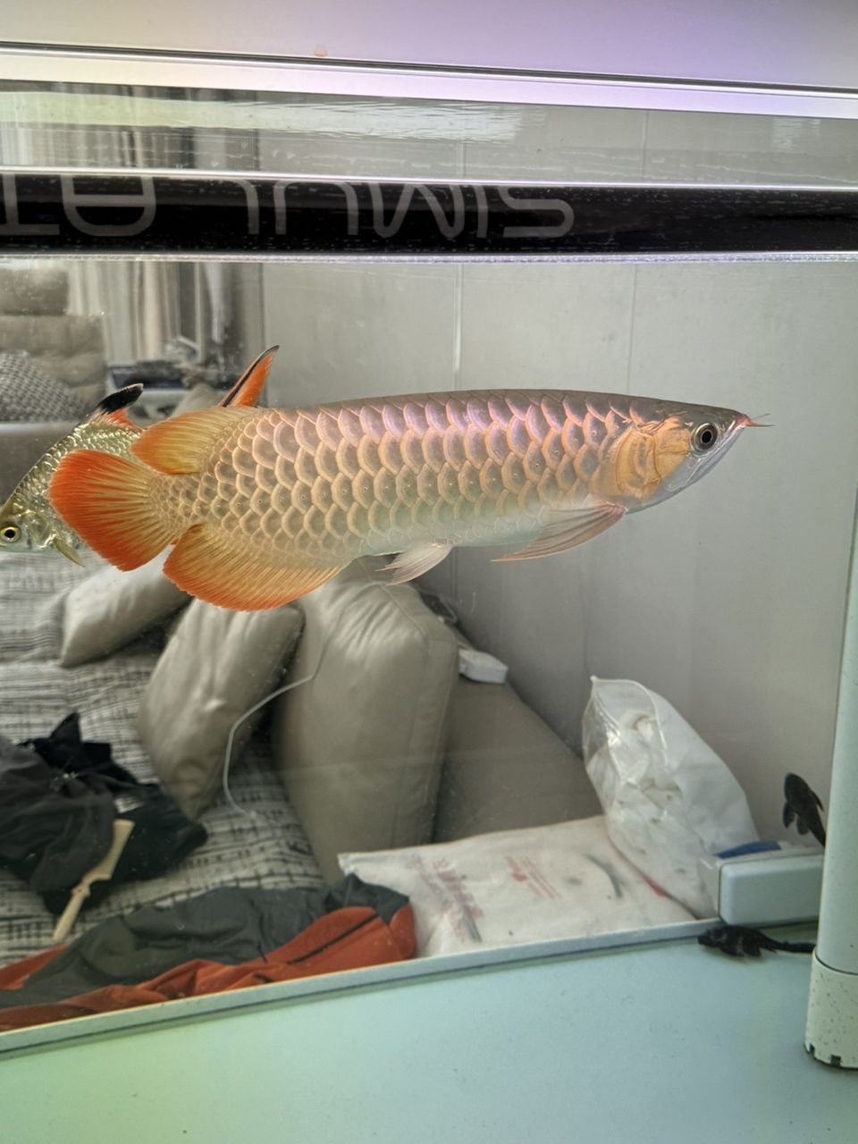 紅龍魚養(yǎng)成金龍了