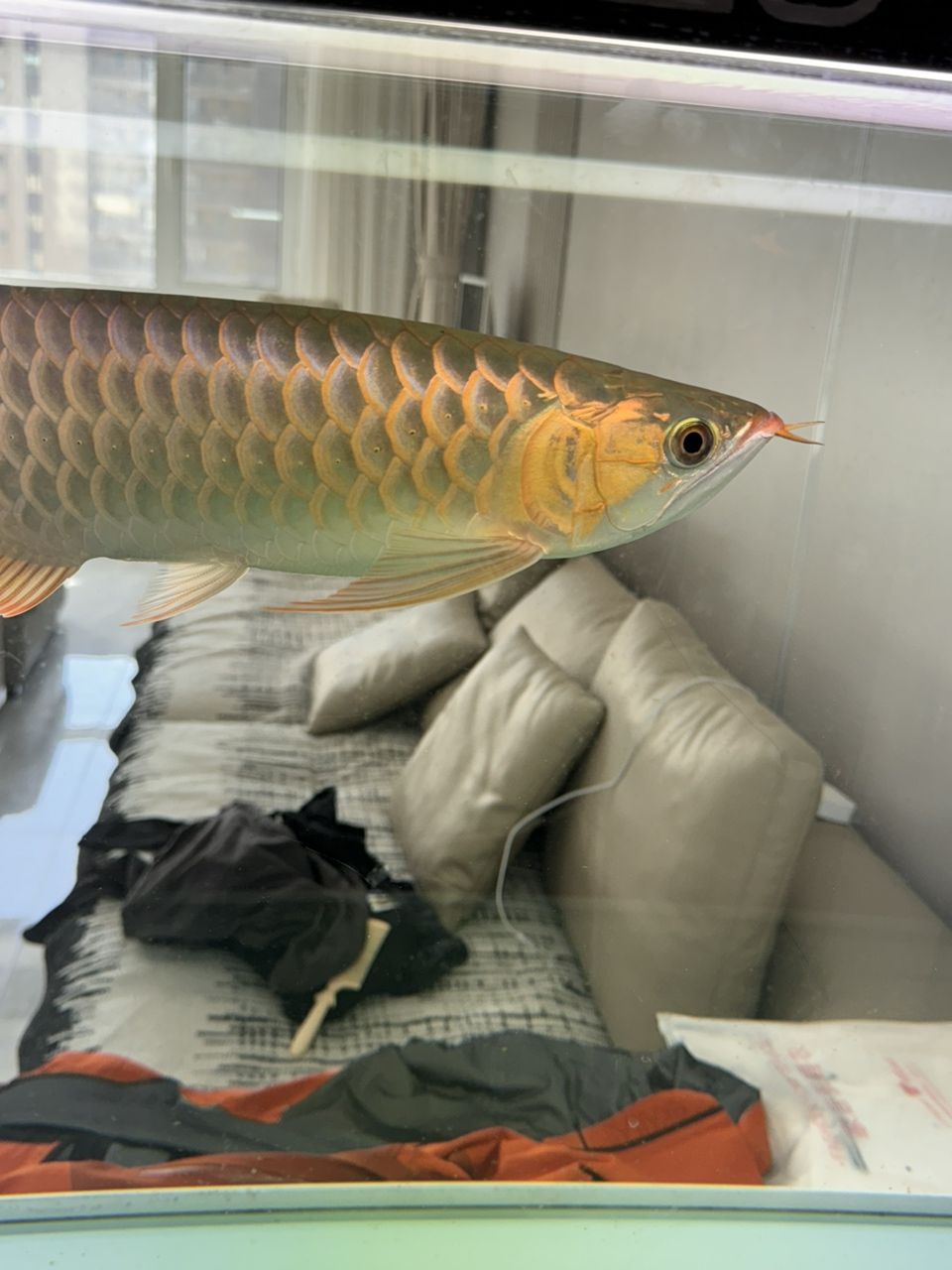 紅龍魚養(yǎng)成金龍了