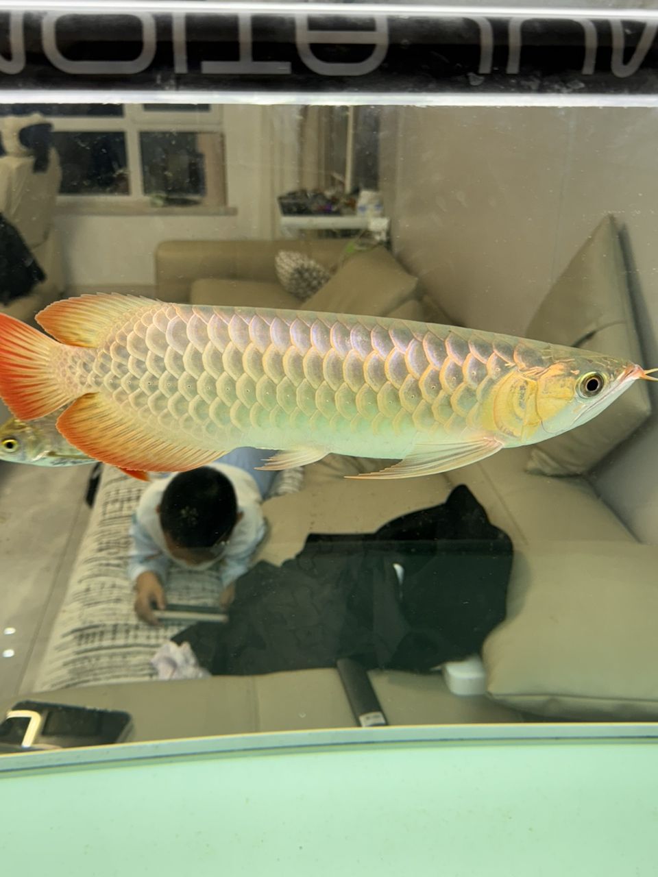 紅龍魚養(yǎng)成金龍了