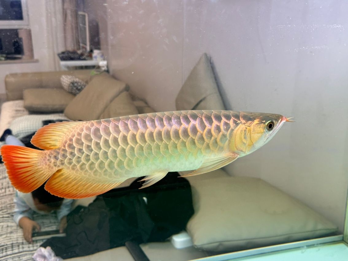 紅龍魚養(yǎng)成金龍了