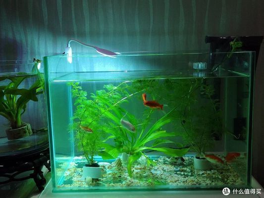 龍魚缸水循環(huán)要求vs祥龍魚場(chǎng)：關(guān)于龍魚缸水循環(huán)的一些建議