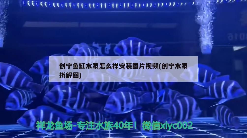 創(chuàng)寧魚(yú)缸水泵怎么樣安裝圖片視頻(創(chuàng)寧水泵拆解圖) 創(chuàng)寧魚(yú)缸水泵怎么樣安裝圖片視頻(創(chuàng)寧水泵拆解圖) 創(chuàng)寧水族