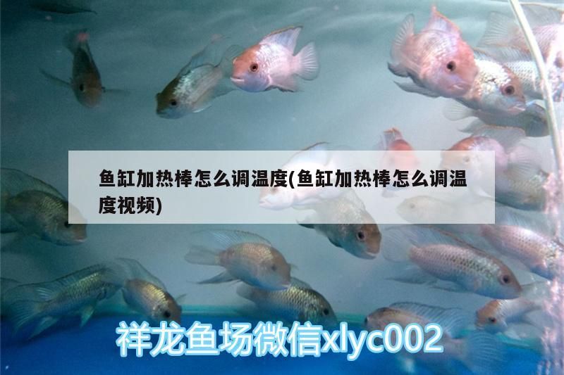 魚(yú)缸加熱棒怎么調(diào)溫度(魚(yú)缸加熱棒怎么調(diào)溫度視頻) 魚(yú)缸加熱棒怎么調(diào)溫度(魚(yú)缸加熱棒怎么調(diào)溫度視頻) 魟魚(yú)百科
