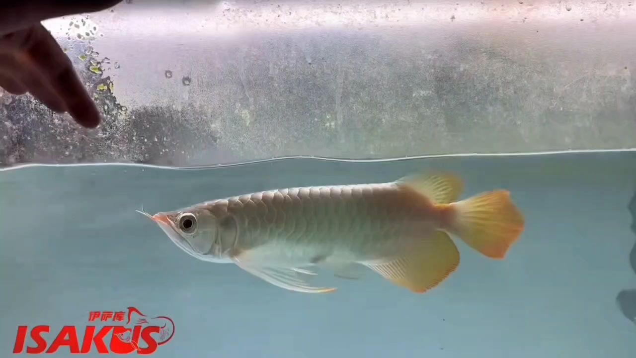 龍魚幼崽多少錢一只金龍魚幼崽多少錢一只金龍魚幼崽多少錢一只，金龍魚幼崽多少錢一只 龍魚幼崽多少錢一只金龍魚幼崽多少錢一只金龍魚幼崽多少錢一只，金龍魚幼崽多少錢一只 觀賞魚百科 第1張
