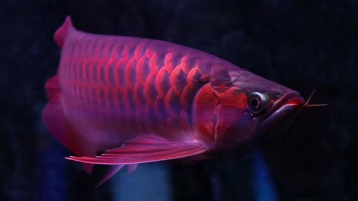 野生紅龍魚能長多長：野生紅龍魚在自然條件下的體長可以超過1米 野生紅龍魚能長多長：野生紅龍魚在自然條件下的體長可以超過1米 紅龍魚百科 第1張