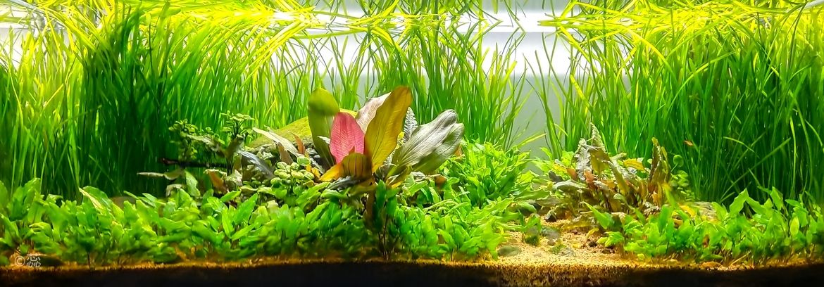 萬綠叢中一點紅 萬綠叢中一點紅 龍魚論壇