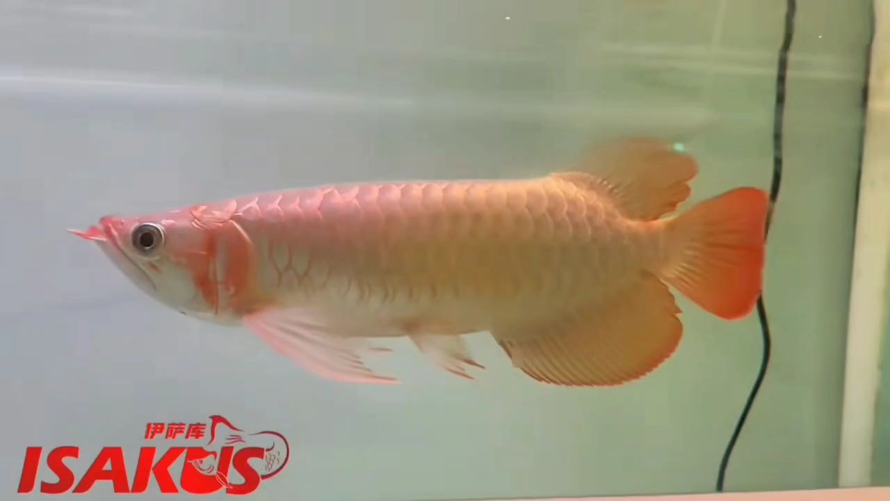 魚缸用增氧泵價格是多少:魚缸增氧機-xtrac增氧機-xtrac增氧機 德魯斯37公分 龍魚論壇 德魯斯37公分 德魯斯37公分 龍魚論壇