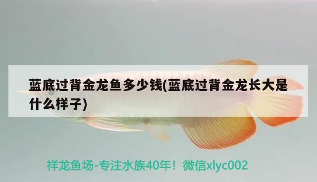 家庭養(yǎng)龍魚好嗎風水好嗎 藍底過背金龍魚多少錢(藍底過背金龍長大是什么樣子) 金龍魚百科 藍底過背金龍魚多少錢(藍底過背金龍長大是什么樣子) 藍底過背金龍魚多少錢(藍底過背金龍長大是什么樣子) 金龍魚百科