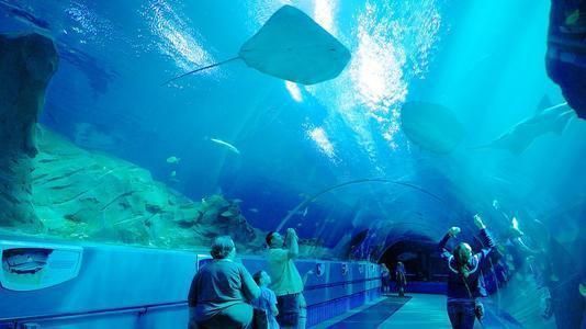 世界第一大水族館:全球最宏偉水族館的奧秘 水族館百科(水族館加盟) 第1張 世界第一大水族館:全球最宏偉水族館的奧秘 世界第一大水族館:全球最宏偉水族館的奧秘 水族館百科(水族館加盟) 第1張