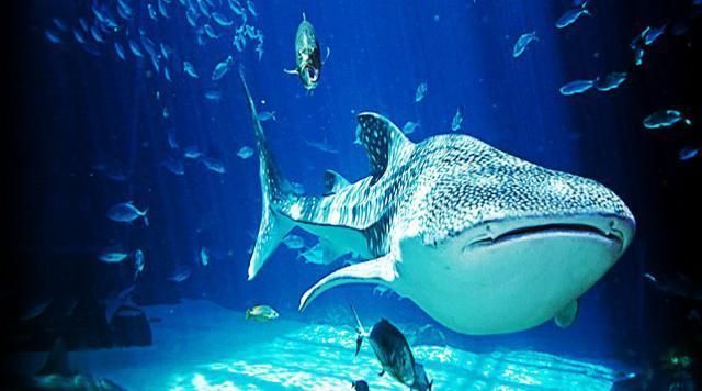 世界第一大水族館:全球最宏偉水族館的奧秘 水族館百科(水族館加盟) 第3張 世界第一大水族館:全球最宏偉水族館的奧秘 世界第一大水族館:全球最宏偉水族館的奧秘 水族館百科(水族館加盟) 第3張