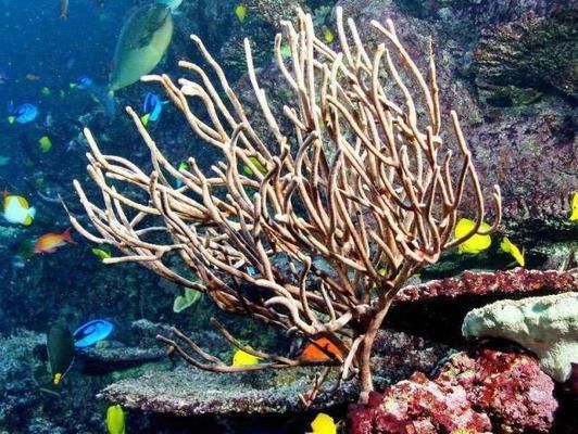 世界第一大水族館:全球最宏偉水族館的奧秘 水族館百科(水族館加盟) 第4張 世界第一大水族館:全球最宏偉水族館的奧秘 世界第一大水族館:全球最宏偉水族館的奧秘 水族館百科(水族館加盟) 第4張